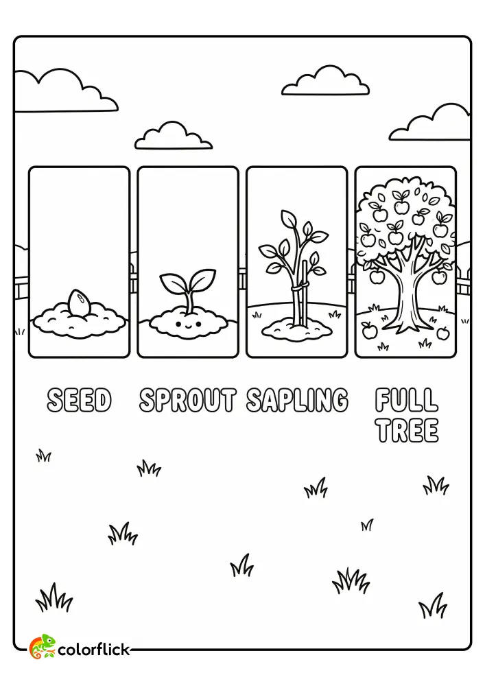 A four-panel horizontal strip coloring page illustrating the apple life cycle from a small seed to a full tree with apples. Includes traceable words for each stage. Printable coloring page for kids.